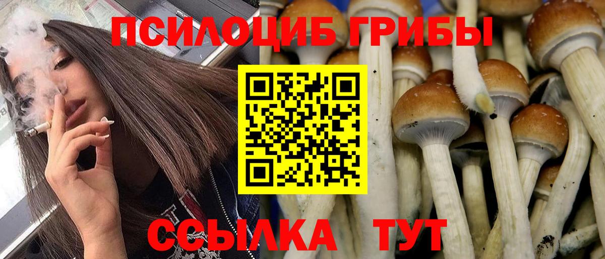 Псилоцибиновые грибы Cubensis Черемхово
